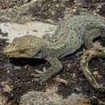 Kawarau gecko (Mt Cardrona, Otago). <a href="https://www.flickr.com/photos/151723530@N05/page3">© Carey Knox</a>