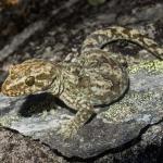 Kawarau gecko (Wanaka, Otago). <a href="https://www.flickr.com/photos/151723530@N05/page3">© Carey Knox</a>