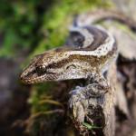 Korero gecko (Otago Peninsula). <a href="https://www.flickr.com/photos/151723530@N05/page3">© Carey Knox</a>