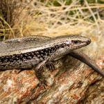 Lakes skink (Crown Range, Otago). <a href="https://www.flickr.com/photos/151723530@N05/page3">© Carey Knox</a>