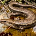 Lakes skink (Crown Range, Otago). <a href="https://www.flickr.com/photos/151723530@N05/page3">© Carey Knox</a>