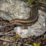 Lakes skink (Crown Range, Otago). <a href="https://www.flickr.com/photos/151723530@N05/page3">© Carey Knox</a>