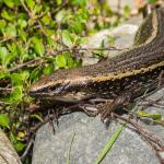 Lakes skink (Lake Benmore, Otago). <a href="https://www.flickr.com/photos/151723530@N05/page3">© Carey Knox</a>