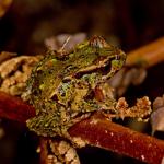 Archey's frog on tree fern (Coromandel). <a href="https://zoom-ology.com/">© Tom Miles</a>