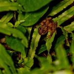 Archey's frog on Blechnum fern (Coromandel). <a href="https://zoom-ology.com/">© Tom Miles</a>