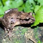 Hamilton's frog. <a href="http://www.ryanphotographic.com/">Dr Paddy Ryan</a>