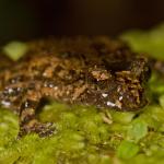 A Hochstetter's frog rests on a mossy rock (Coromandel). <a href="https://zoom-ology.com/">© Tom Miles</a>