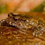 Hochstetter's frog sitting amongst leaf litter (Coromandel). <a href="https://zoom-ology.com/">© Tom Miles</a>