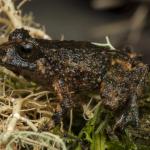 Hochstetter's frog among moss (Great Barrier Island). <a href="https://dylanvanwinkel.wordpress.com/photo-galleries/reptiles/">© Dylan van Winkel</a>