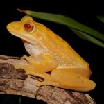 Ranoidea aurea, Xanthic form. <a href="https://www.instagram.com/nickharker.nz/">© Nick Harker</a>
