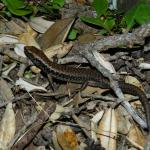 Hauraki skink (Hauturu / Little Barrier Island). <a href="https://www.instagram.com/nickharker.nz/">© Nick Harker</a>