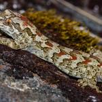 Cascade gecko (Homer tunnel). <a href="https://www.flickr.com/photos/rocknvole/">© Tony Jewell</a>