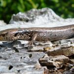 McGregor's skink (Mana Island). <a href="https://www.flickr.com/photos/151723530@N05/page3">© Carey Knox</a>