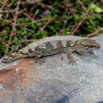 Minimac gecko (South Wellington Coast). <a href="https://www.instagram.com/tim.harker.nz/?hl=en">© Tim Harker</a>