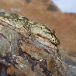 Minimac gecko (South Wellington Coast). <a href="https://www.instagram.com/tim.harker.nz/?hl=en">© Tim Harker</a>