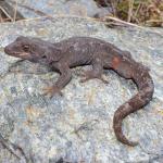 Orange-spotted gecko (Crown Range, Otago). <a href="https://www.instagram.com/nickharker.nz/">© Nick Harker</a>