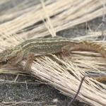 Korowai gecko (Muriwai beach, Auckland). <a href="https://www.instagram.com/nickharker.nz/">© Nick Harker</a>