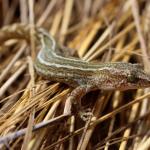 Korowai gecko (Muriwai beach, Auckland). <a href="https://www.instagram.com/tim.harker.nz/?hl=en">© Tim Harker</a>