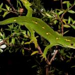 Elegant gecko (North Auckland). <a href="https://www.instagram.com/tim.harker.nz/?hl=en">© Tim Harker</a> 