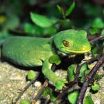 Marlborough green gecko. <a href="http://www.ryanphotographic.com/">Dr Paddy Ryan</a>