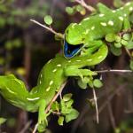 Barking geckos (Zealandia, Wellington). Aidan