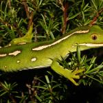 Aupōuri gecko (North Cape, Northland). <a href="https://www.flickr.com/photos/rocknvole/">© Tony Jewell</a>