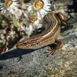 Nevis skink (Hector Mountains, Otago). <a href="https://www.flickr.com/photos/151723530@N05/page3">© Carey Knox</a>