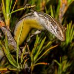 Nevis skink (Crown Range, Otago). <a href="https://www.flickr.com/photos/151723530@N05/page3">© Carey Knox</a>