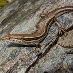 Nevis skink (Mount Cardrona, Otago). <a href="https://www.flickr.com/photos/151723530@N05/page3">© Carey Knox</a>