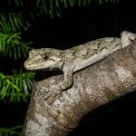 Ngahere gecko (Wellington). <a href="https://www.flickr.com/photos/151723530@N05/page3">© Carey Knox</a>