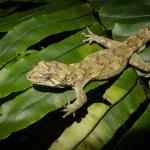 Ngahere gecko (Wellington). <a href="https://www.flickr.com/photos/151723530@N05/page3">© Carey Knox</a>
