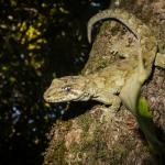 Ngahere gecko (Wellington). <a href="https://www.flickr.com/photos/151723530@N05/page3">© Carey Knox</a>