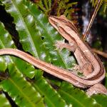 Northern striped gecko on Blechnum (Coromandel Peninsula). <a href="https://www.facebook.com/Mahakirau">© Sara Smerdon</a>