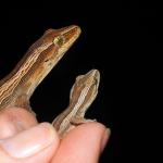 Adult and juvenile northern striped geckos found during surveys (Coromandel Peninsula). <a href="https://www.facebook.com/Mahakirau">© Sara Smerdon</a>