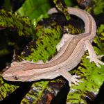 Northern striped gecko on Blechnum fern (Coromandel Peninsula). <a href="https://www.facebook.com/Mahakirau">© Sara Smerdon</a>