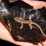 A juvenile northern striped gecko found during a survey (Coromandel Peninsula). <a href="https://www.facebook.com/Mahakirau">© Sara Smerdon</a>
