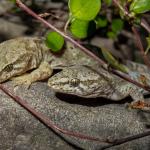 Pygmy gecko (southern Marlborough / northern Canterbury). <a href="https://www.flickr.com/photos/151723530@N05/page3">© Carey Knox</a>