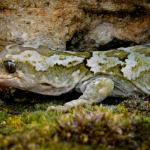 Orange-spotted gecko (Richardson Mountains, Otago). <a href="https://www.flickr.com/photos/rocknvole/">© Tony Jewell</a>