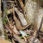 Kakerakau skink basking on forest floor (Whangarei, Northland). <a href="https://www.instagram.com/nickharker.nz/">© Nick Harker</a>