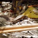 Kakerakau skink basking on forest floor (Whangarei, Northland). <a href="https://www.instagram.com/nickharker.nz/">© Nick Harker</a>