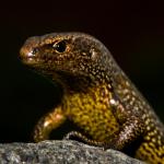 Awakōpaka skink (Southland). <a href="https://www.flickr.com/photos/rocknvole/">© Tony Jewell</a>