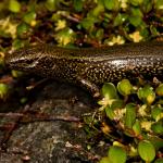 Awakōpaka skink (Southland). <a href="https://www.flickr.com/photos/rocknvole/">© Tony Jewell</a>