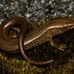 Awakōpaka skink (Southland). <a href="https://www.flickr.com/photos/rocknvole/">© Tony Jewell</a>