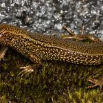 Awakōpaka skink (Southland). <a href="https://www.flickr.com/photos/rocknvole/">© Tony Jewell</a>