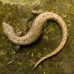 Chevron skink (Aotea / Great Barrier Island). <a href="https://dylanvanwinkel.wordpress.com/photo-galleries/reptiles/">© Dylan van Winkel</a>