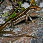 White-bellied skink (Rangitata, Canterbury). <a href="https://www.flickr.com/photos/rocknvole/">© Tony Jewell</a>