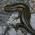 White-bellied skink (Rangitata, Canterbury). <a href="https://www.flickr.com/photos/rocknvole/">© Tony Jewell</a>