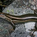 White-bellied skink (Rangitata, Canterbury). <a href="https://www.flickr.com/photos/rocknvole/">© Tony Jewell</a>