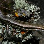 White-bellied skink (Rangitata, Canterbury). <a href="https://www.flickr.com/photos/rocknvole/">© Tony Jewell</a>