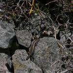 White-bellied skink basking near vegetation island (Rangitata, Canterbury). <a href="https://www.flickr.com/photos/rocknvole/">© Tony Jewell</a>